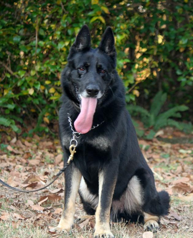 Family/home guard dogs Alldogs Security